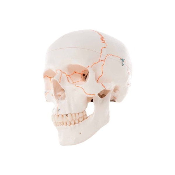 3B Anatomical Model - Classic Skull, 3-Part Numbered